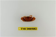 藏品(弧邊管招潮蟹)的圖片